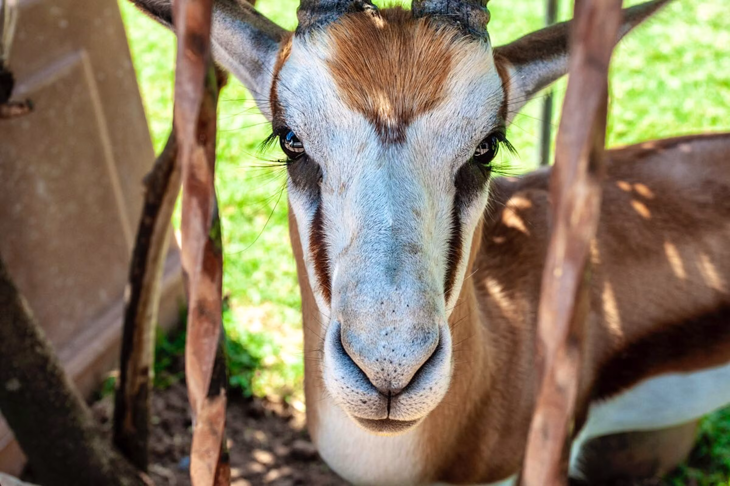 Springbok, photographed on the ground